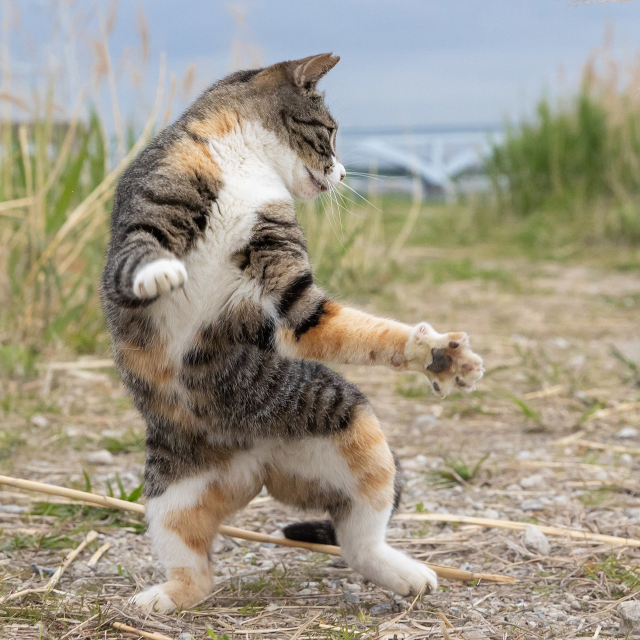猫写真家 沖昌之の猫写真