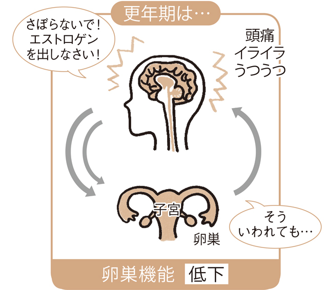 更年期のエストロゲンの働き