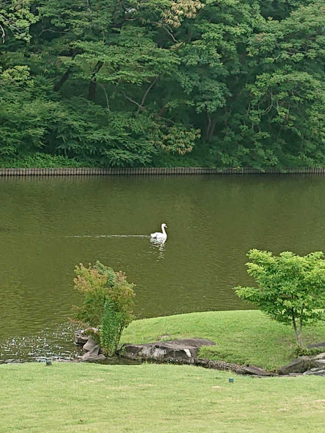 白鳥