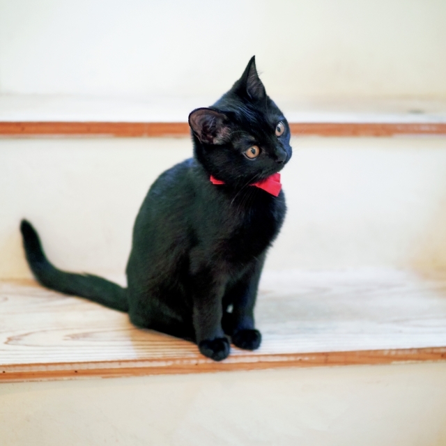 あの人の溺愛ねこ図鑑 第4回 平野由希子さんの愛猫はボンベイの子猫クミン Web Eclat 50代女性のためのファッション ビューティ ライフスタイル最新情報