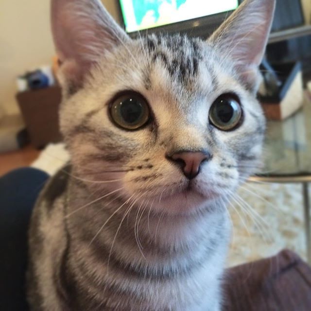 子猫時代のアラン