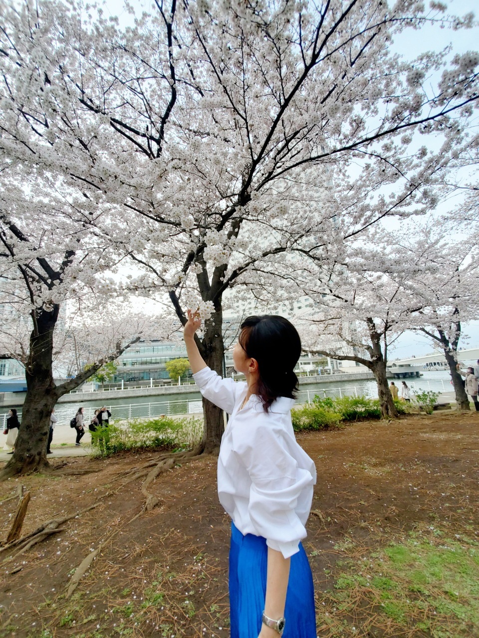 鮮やかなzaraのブルーでみなとみらいでお花見を チームjマダム Tokoのブログ チームjマダムブログ Web Eclat