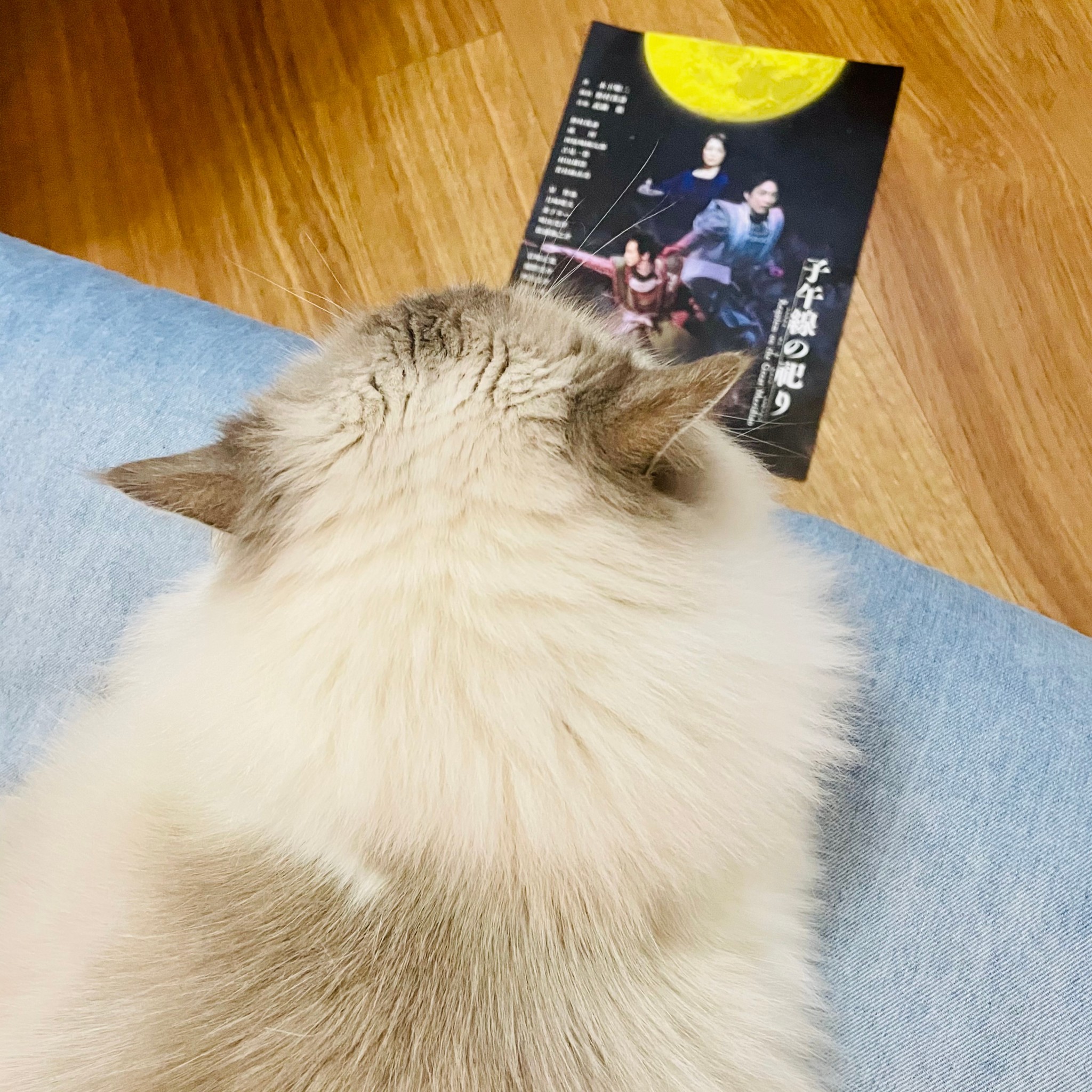 猫(下の子)の後頭部