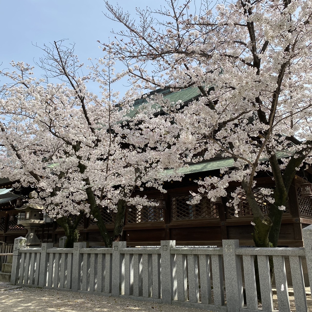 北新地でランチの後は桜の名所までお散歩♫_1_3