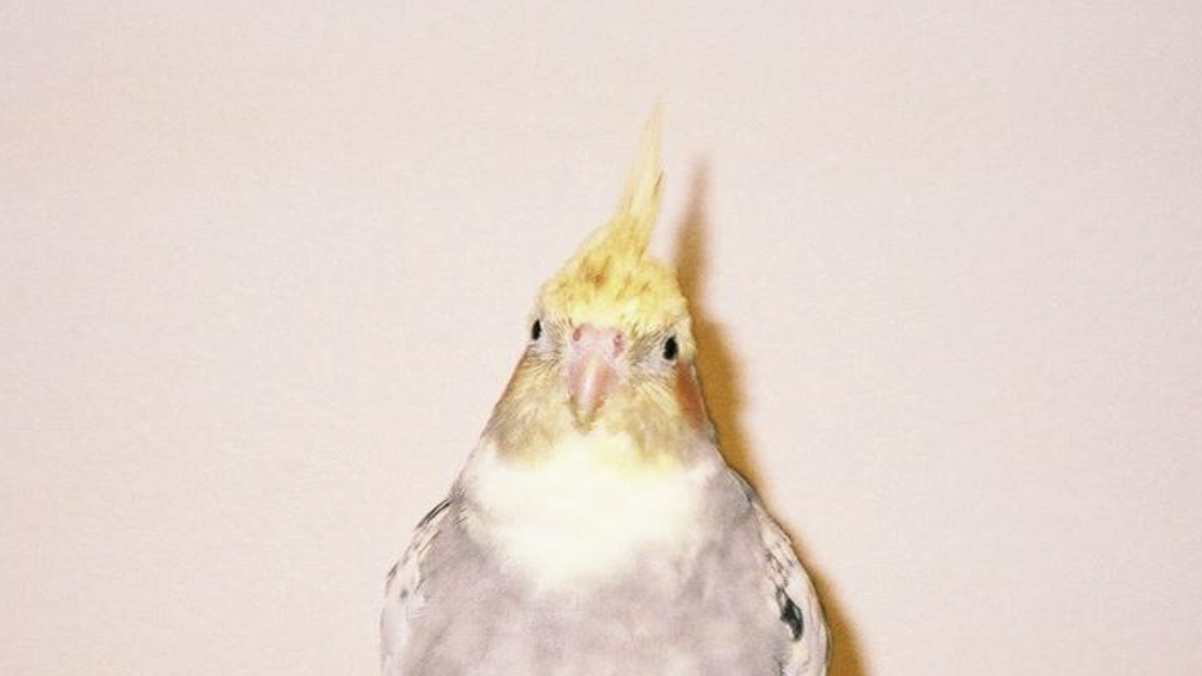飼っているオカメインコのルルちゃん。毎日愛でるのが日課です♡