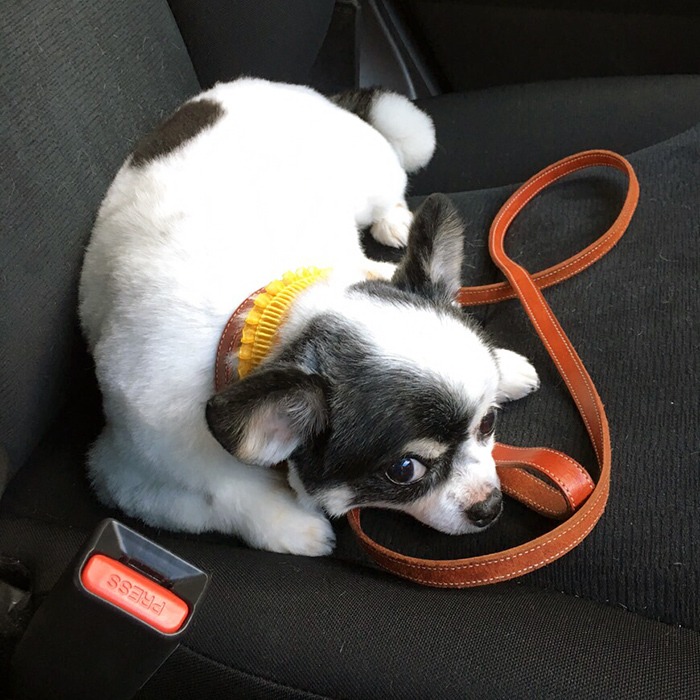チワワ グミちゃん chihuahua gumi