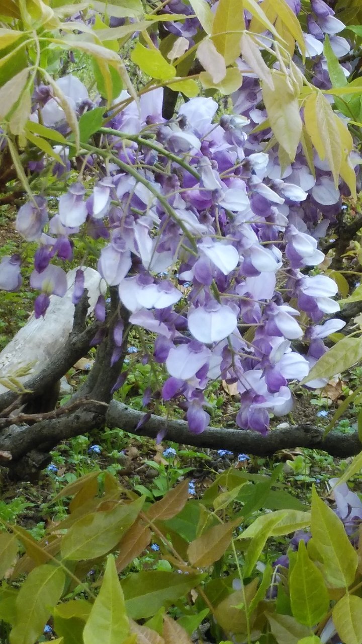 藤の花