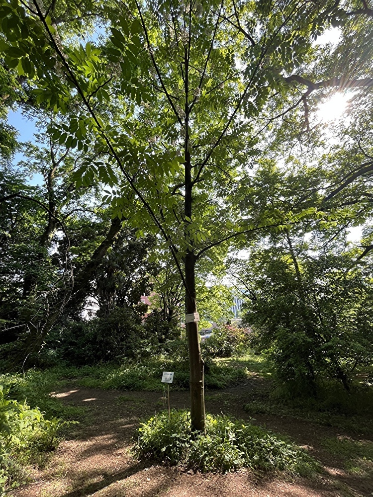 新緑の小石川植物園へ_1_19