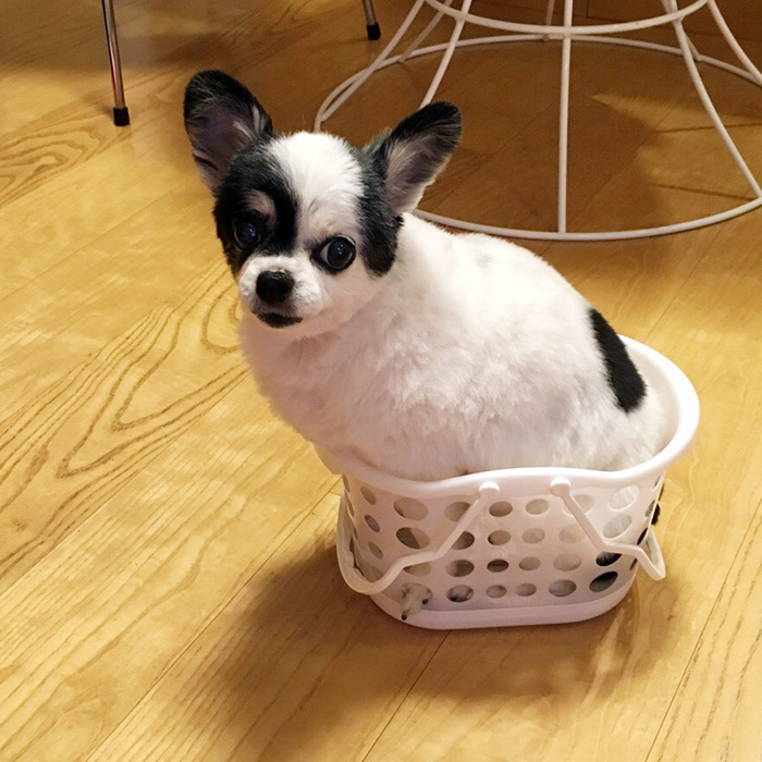 チワワ グミちゃん chihuahua gumi