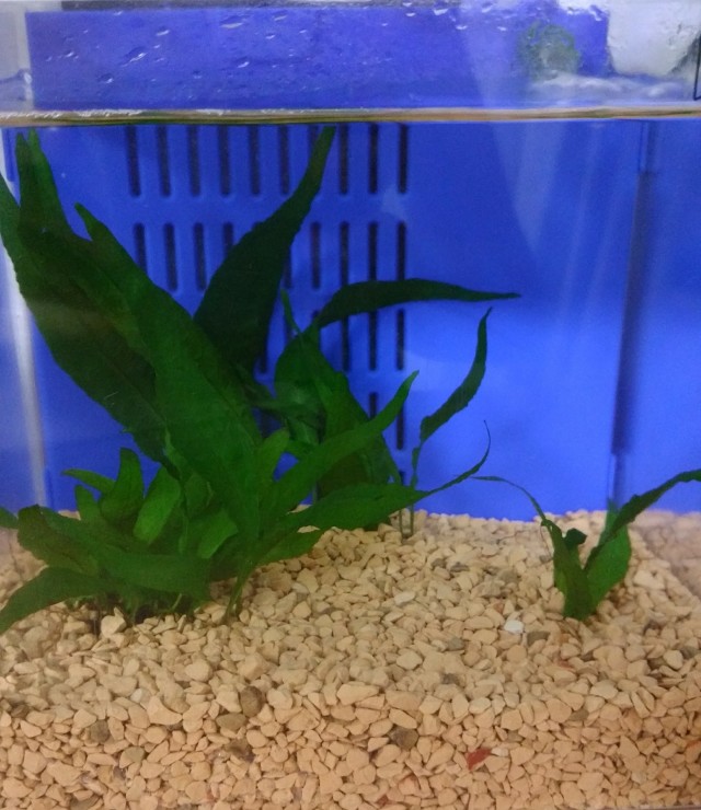 夏休み~母は生き物係編~_1_1