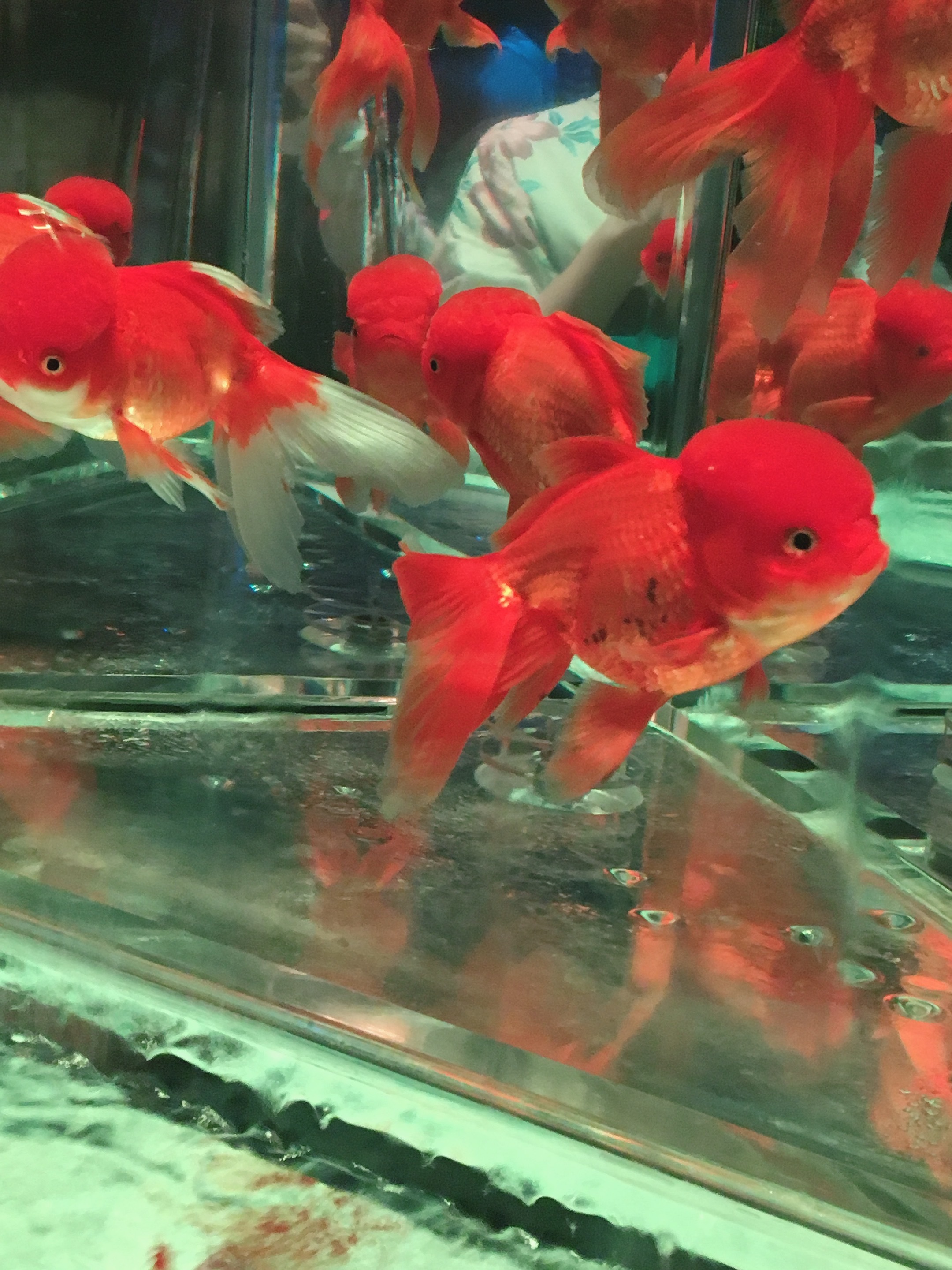 夏のお出かけに 涼しくて映える アートアクアリウム Happy Plus One ハピプラワン