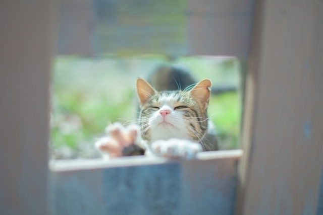 Jマダムの関心ごと。それはワンコニャンコの●●活動!_1_1