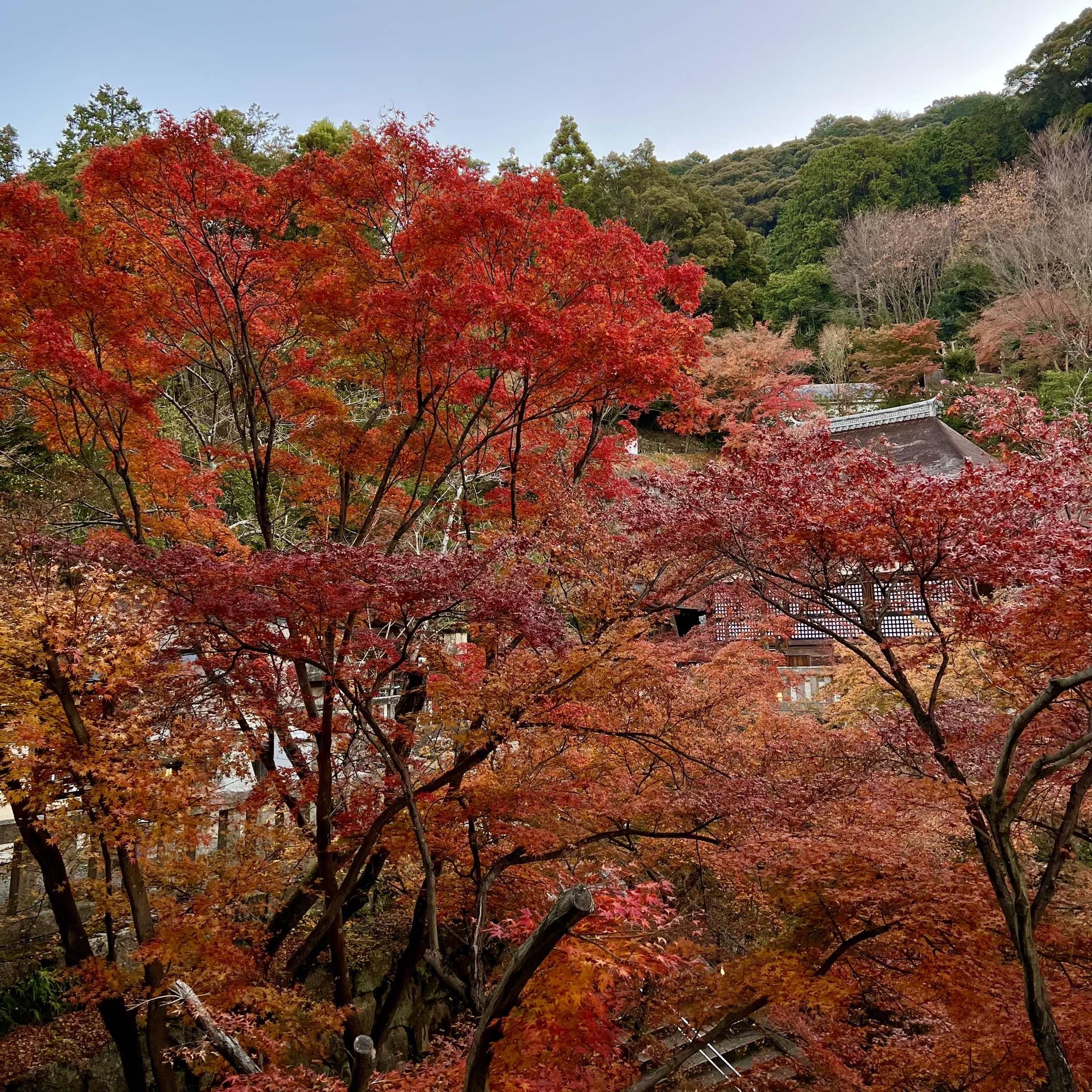 秋の景色を楽しむ 京都の紅葉 Happy Plus ハピプラ
