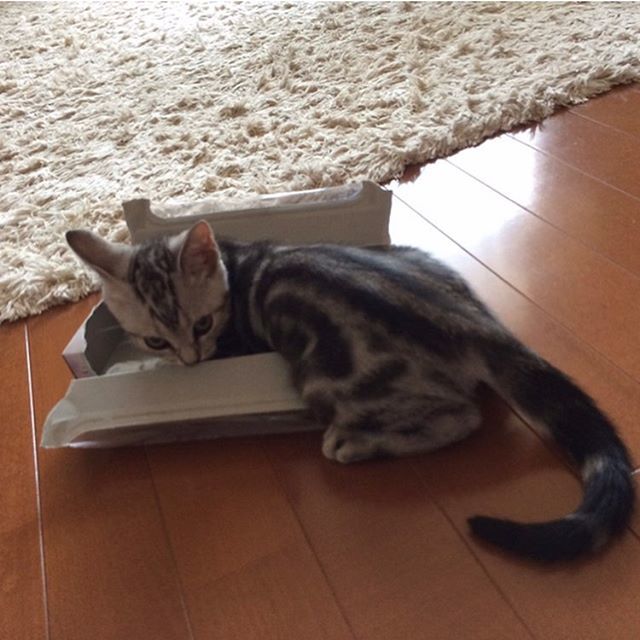 ティッシュ箱を壊しちゃったアラン