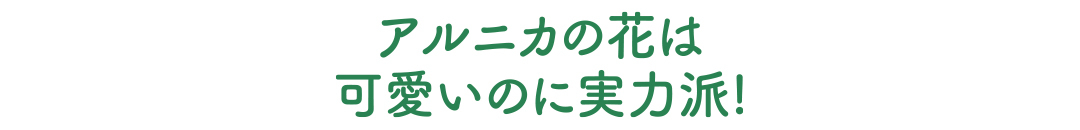 ピュアアルニカ ハンドケアでふんわりもちもち! アルニカの花の恵みを手のひらに【フランス発のイヴ・ロシェが私たちの新定番! Vol.3】_1_3