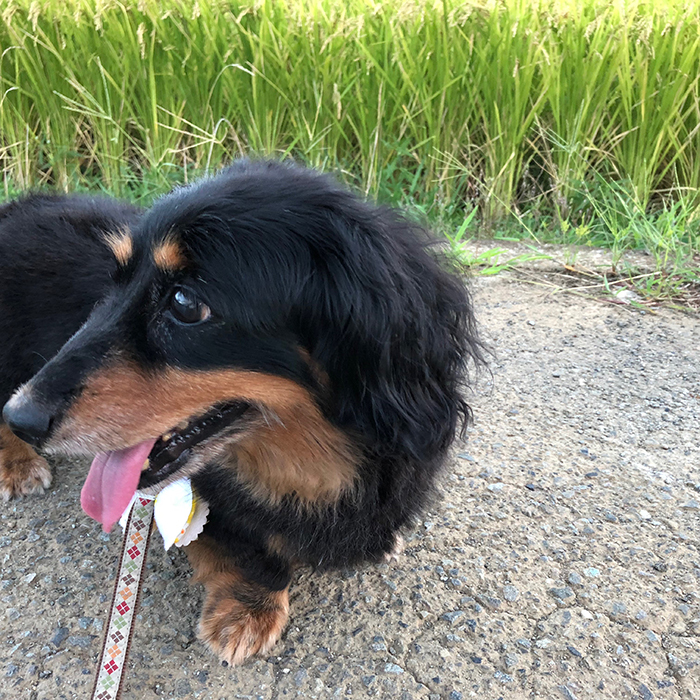 今年もおいしいお米ができてます ミニチュアダックス フクちゃん 2 Happy Plus One ハピプラワン