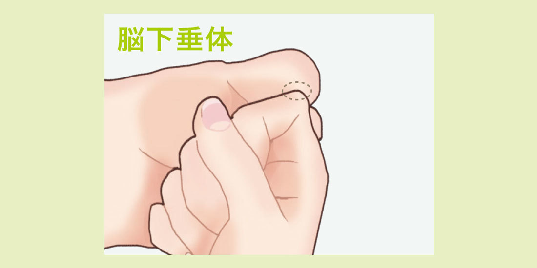 親指の腹の真ん中が脳下垂体のツボ。