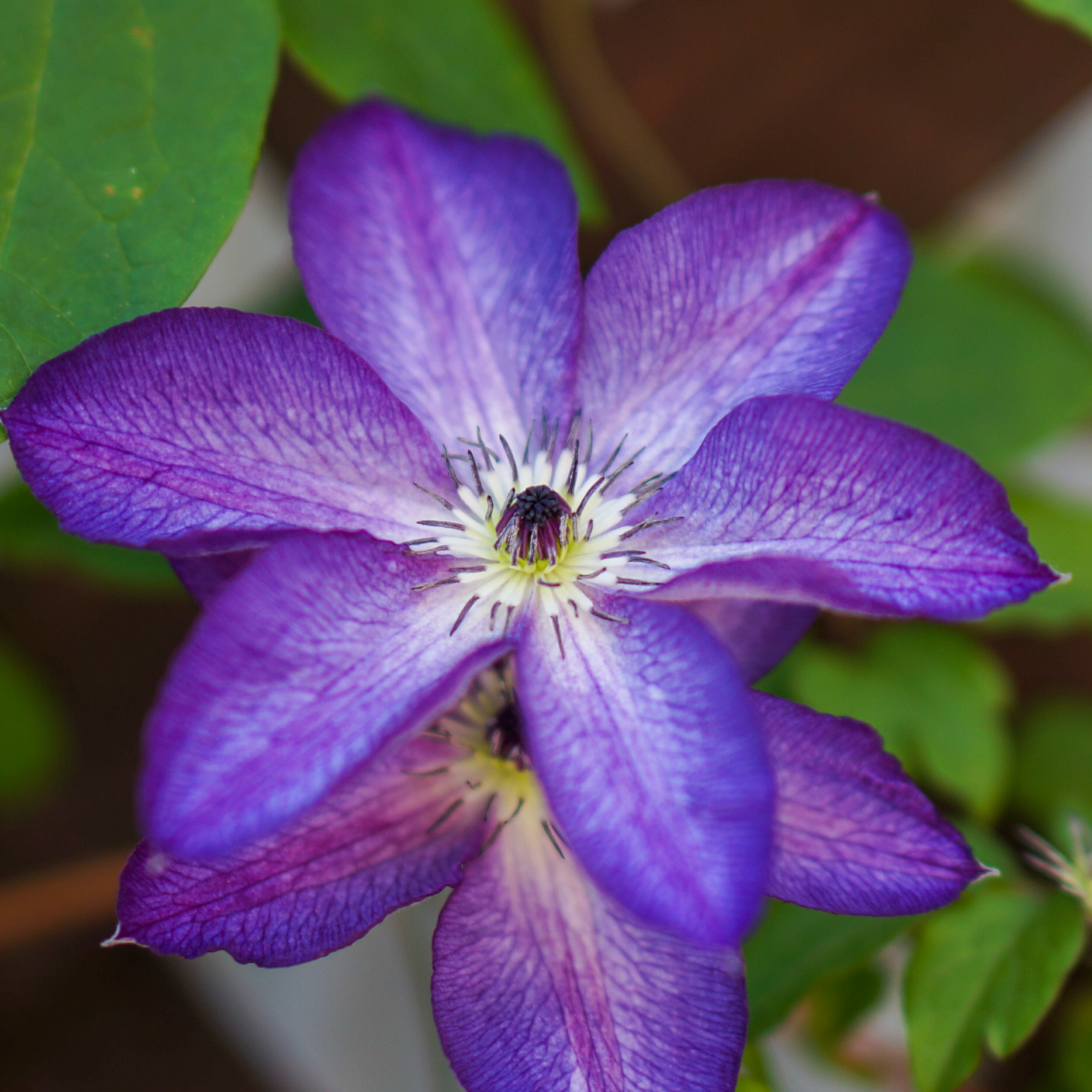 クレマチスのある暮らし 華組 佐藤綾子のブログ 華組ブログ Web Eclat