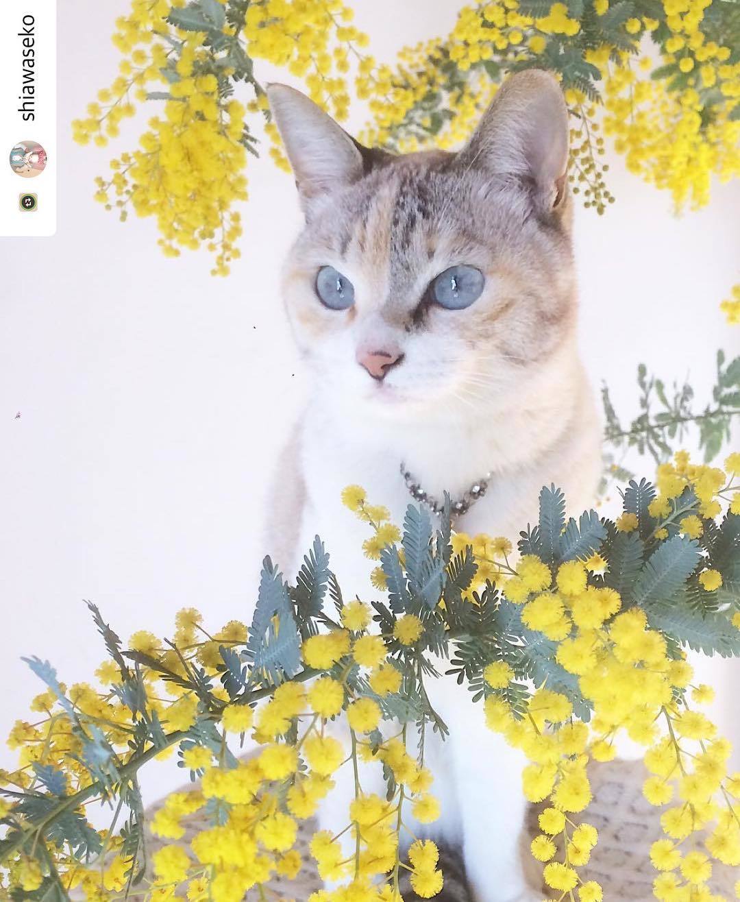 にゃんスタ写真 ふわふわした花がかわいい!
