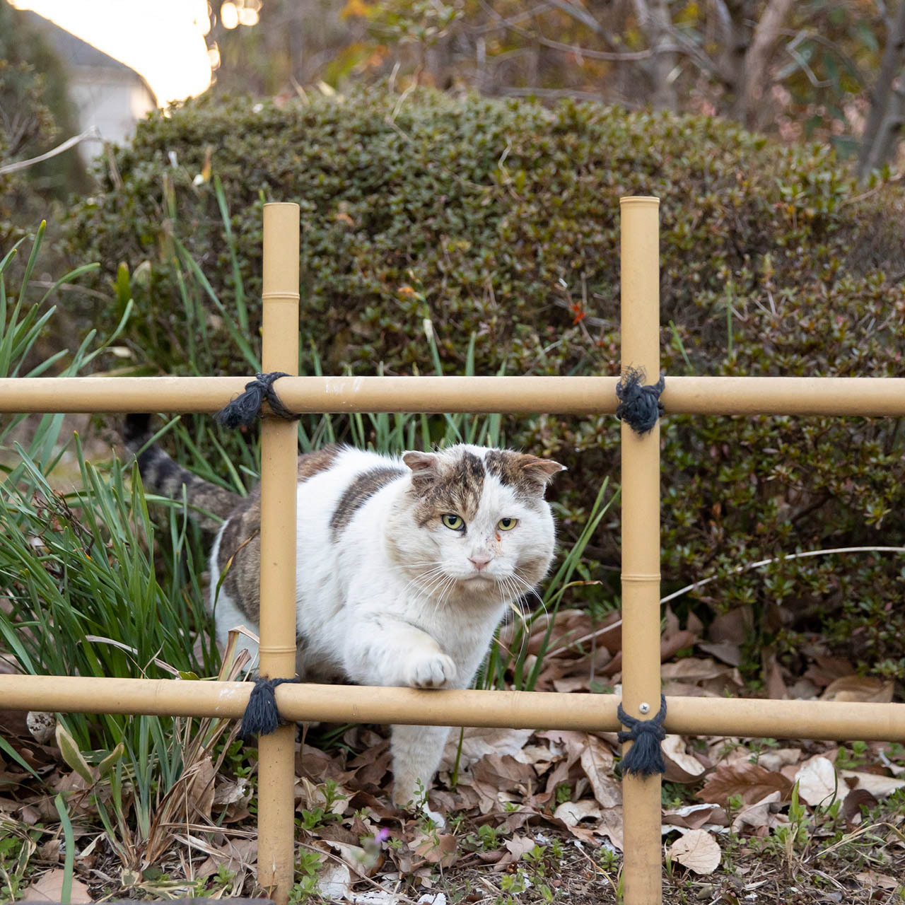 猫写真家 沖昌之の猫写真