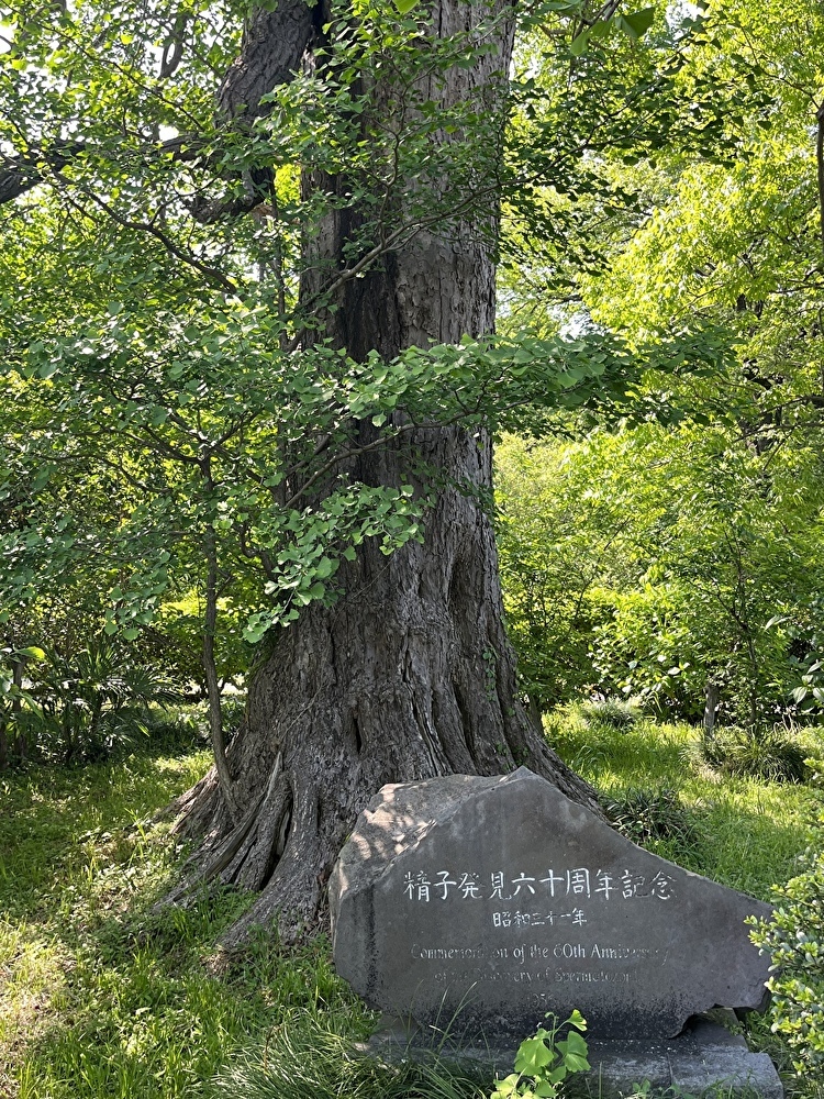 新緑の小石川植物園へ_1_14