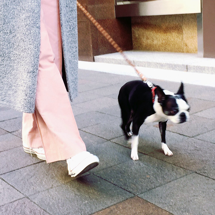 ボストンテリア すももちゃん bostonterrier sumomo