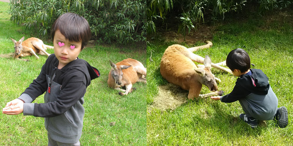 動物放し飼いの自然公園 Cleland Wildlife Park_1_2