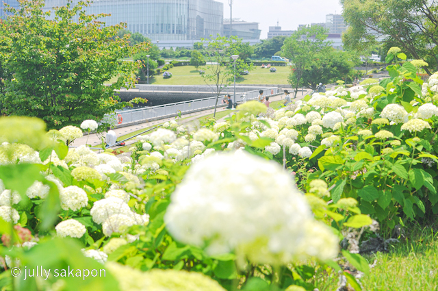 【さかぽんの冒険】初夏のお台場 あじさい散策_1_7