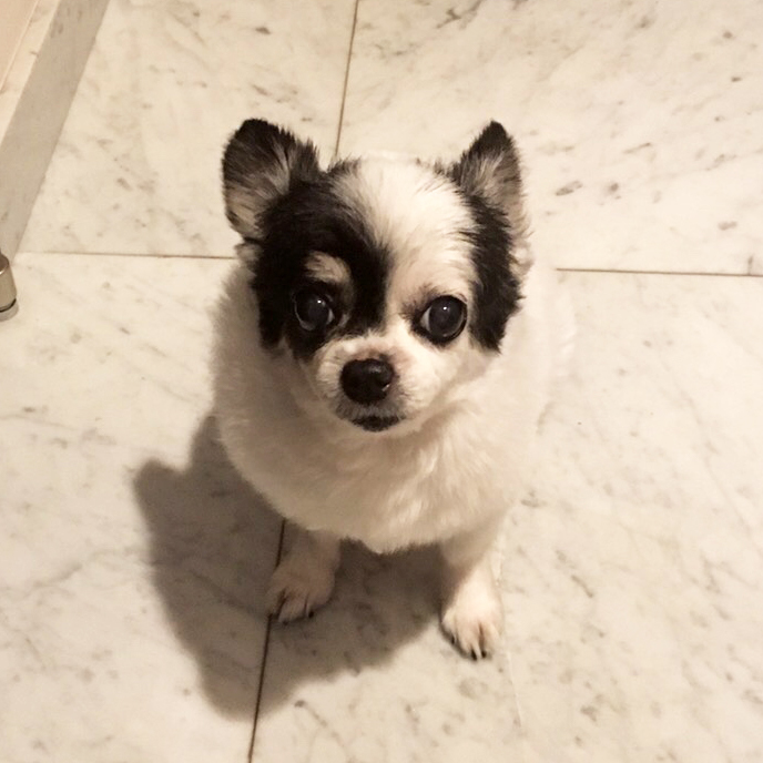 チワワ グミちゃん chihuahua gumi