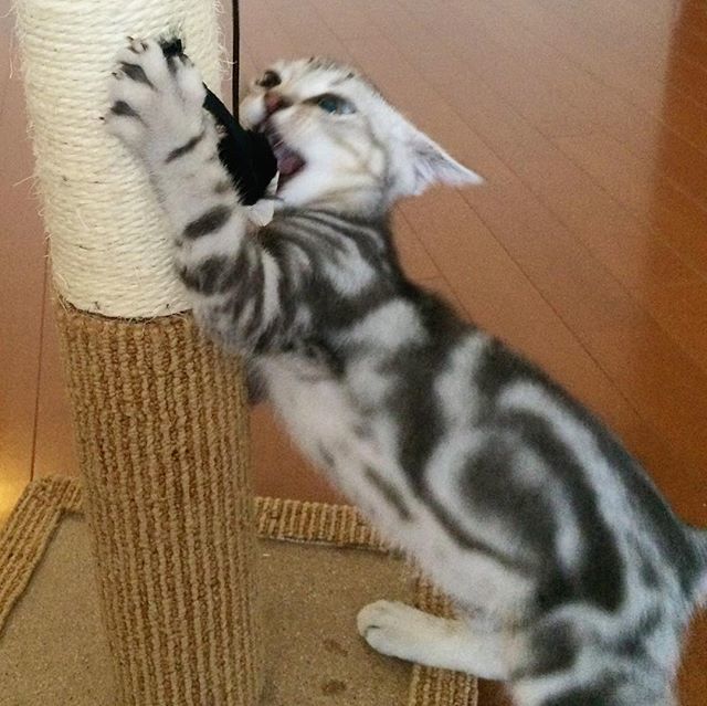 こどもの日_1_4