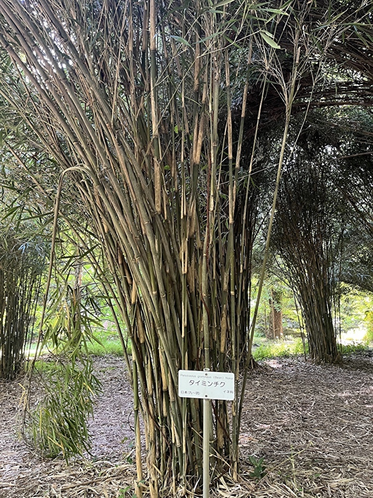 新緑の小石川植物園へ_1_17