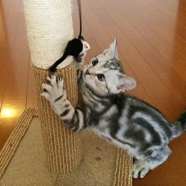 ベビーアラン やんちゃ