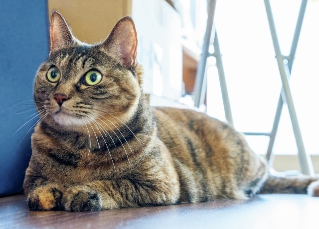 なな 雑種 6歳・♀