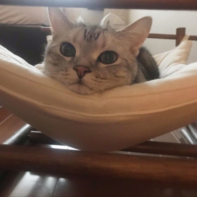 あごのせアラン