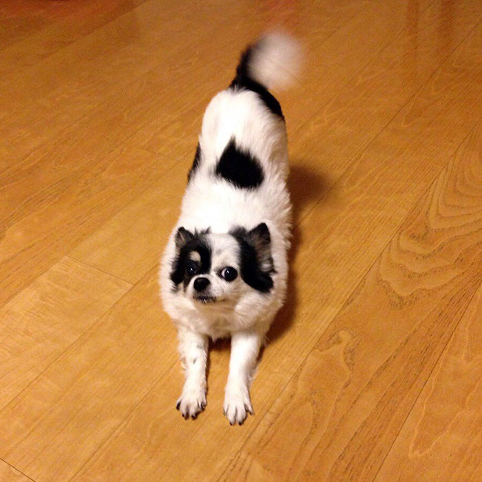 チワワ グミちゃん chihuahua gumi