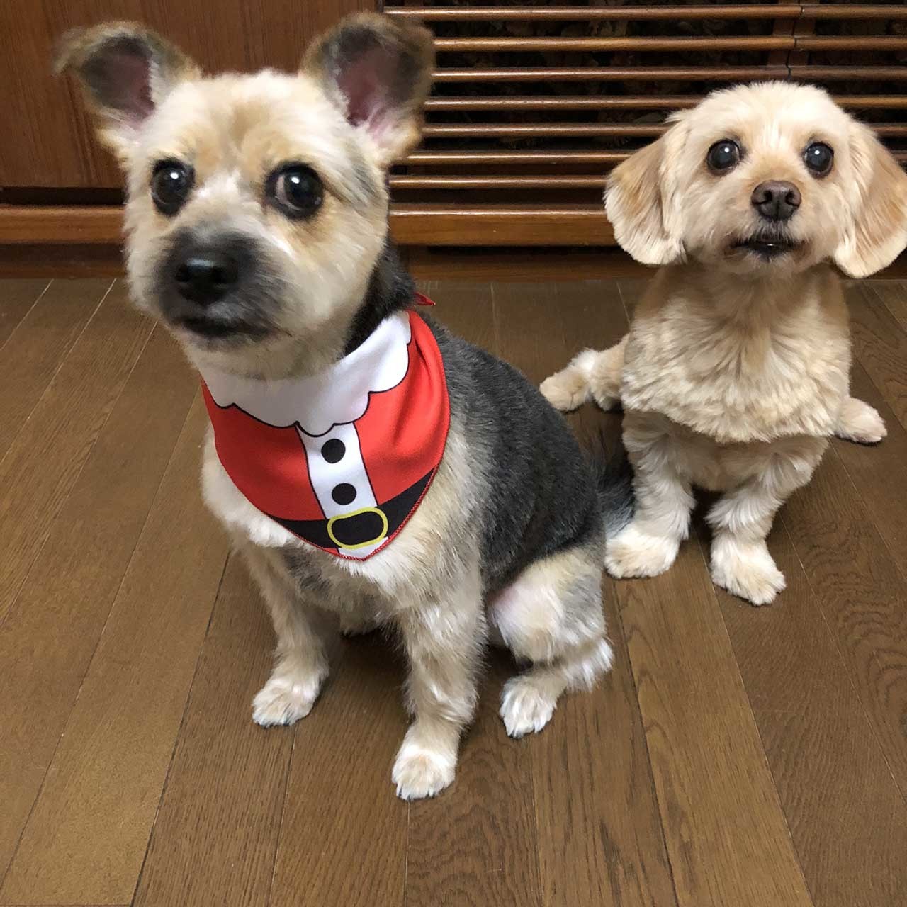 サンタクロースのチーフを巻いた保護犬のケイトとポール