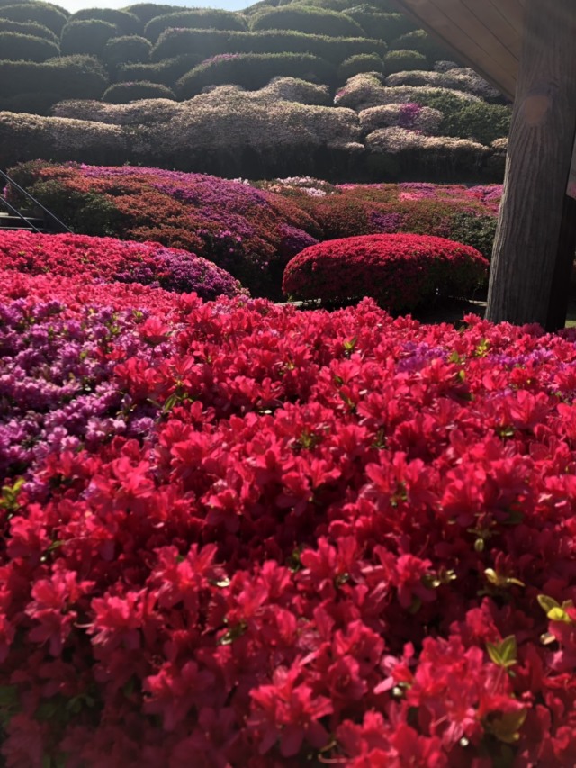 春〜初夏の花々_1_3