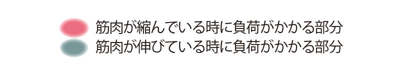 お尻の筋肉を目覚めさせるトレーニング<DAY2>【キレイになる活】_1_2