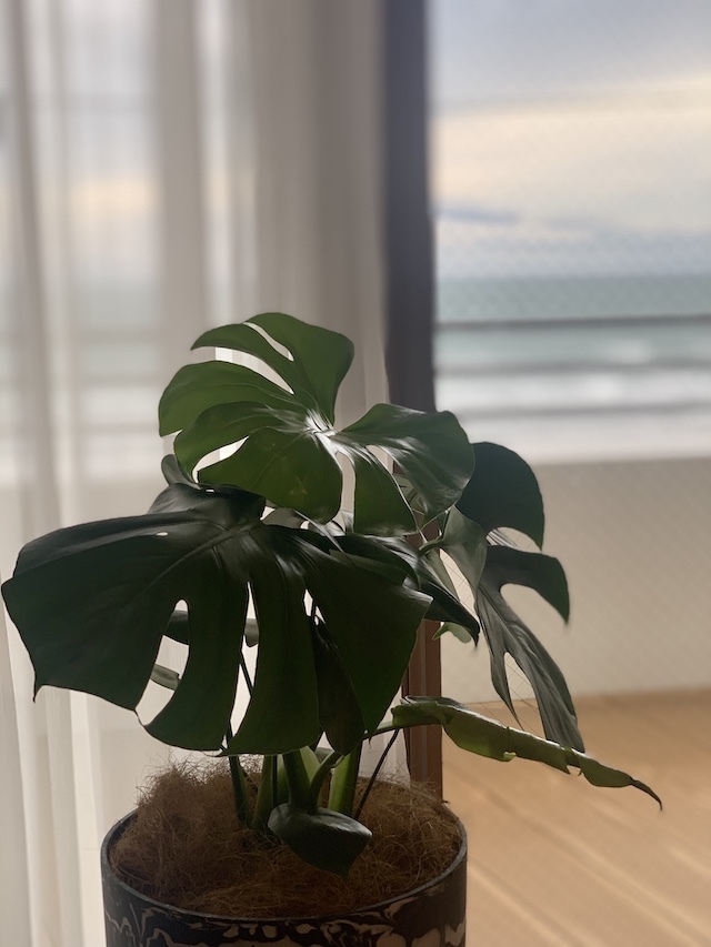 モンステラ 観葉植物 海辺の暮らし デュアルライフ