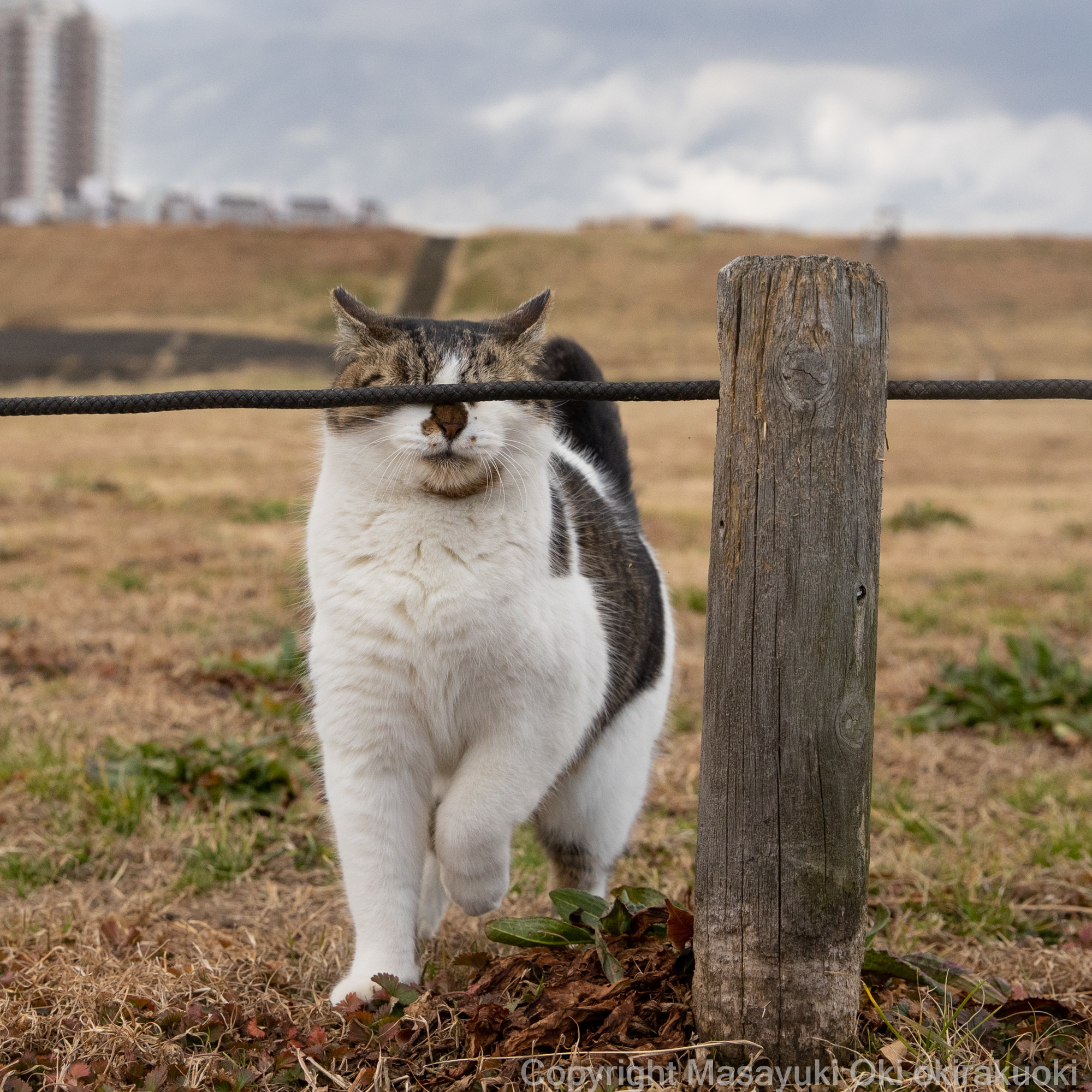 猫写真家 沖昌之の猫写真