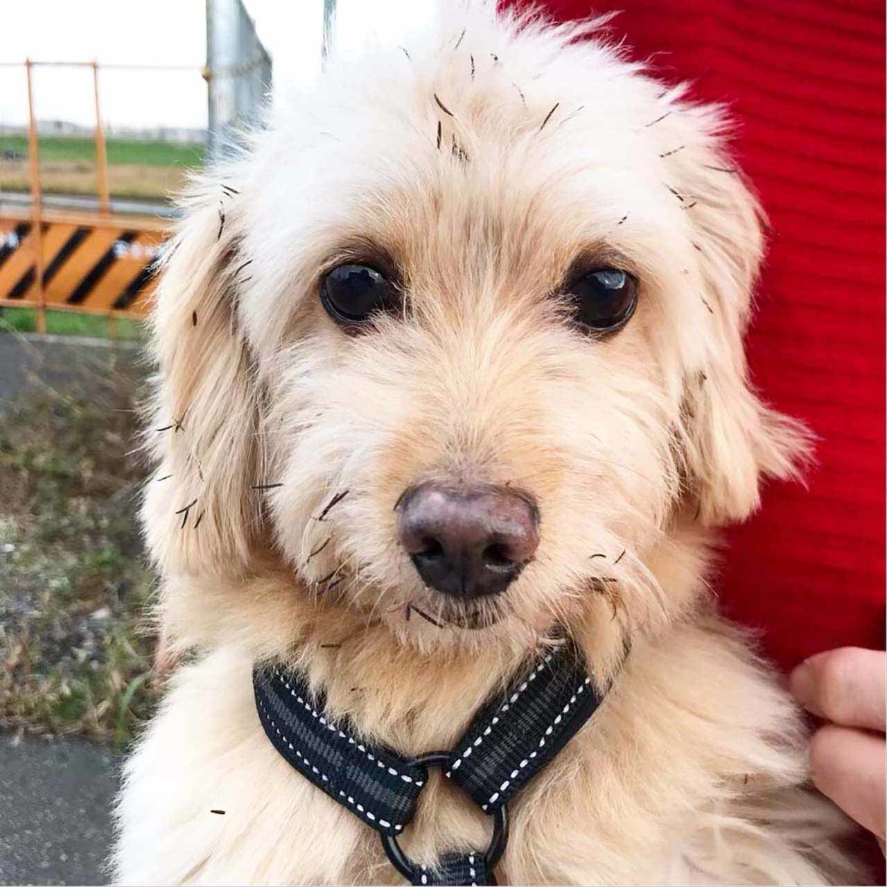センダングサまみれになった保護犬のポール