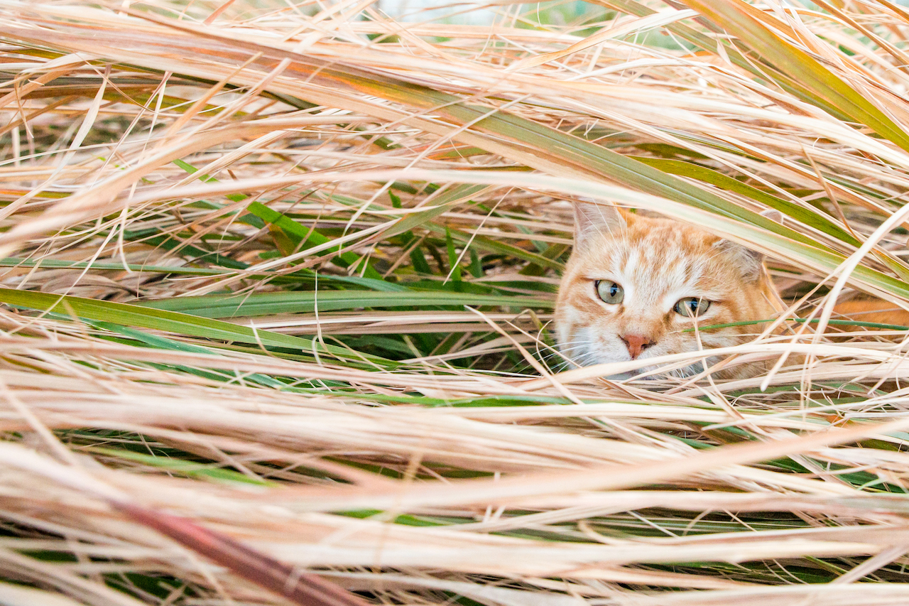 猫写真家 沖昌之の猫写真