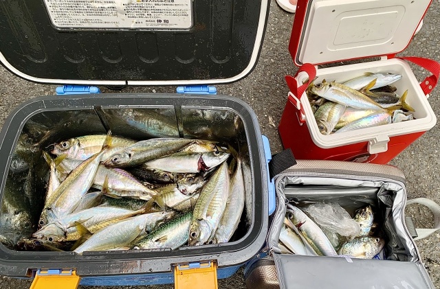 この日の釣果は、10人×4時間で70匹!