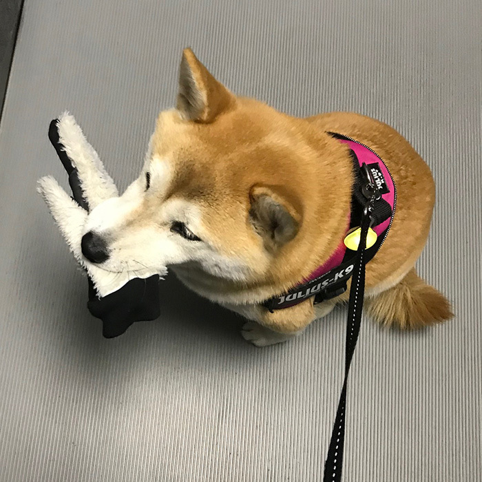 くわえたら離さない 絶対に離さないーーっ 柴犬 ひなちゃん 25 Happy Plus One ハピプラワン