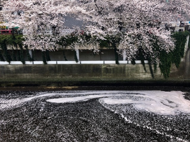 毎日お花見ラン!_1_4