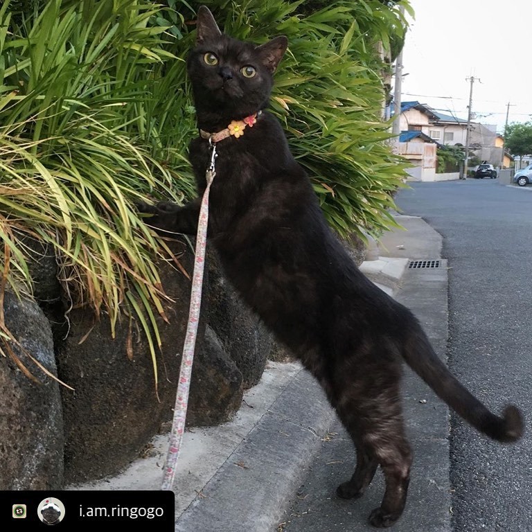 にゃんスタ写真 胴…長め