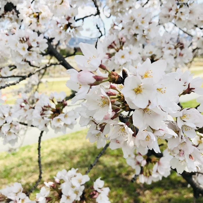 京都『桜』便り_1_2