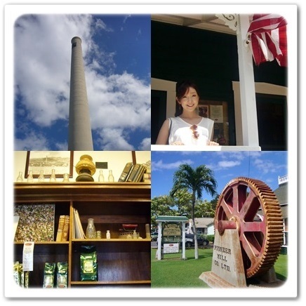 世界でも希少なMAUI Coffeeを求めて農園へ_1_4