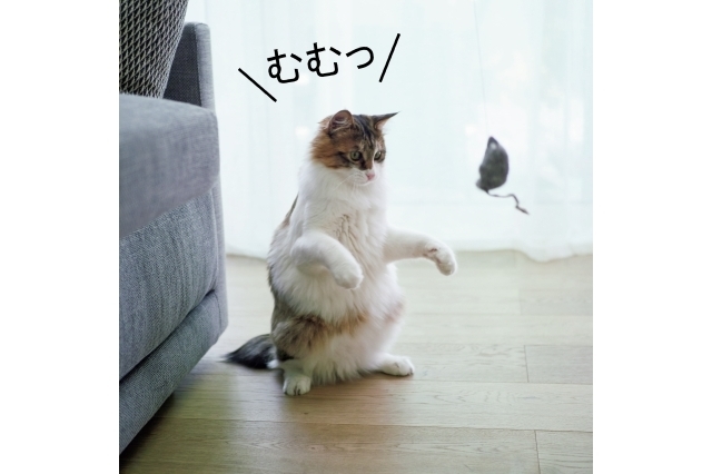 撮影隊の手みやげの猫じゃらしを前に、堂々のお座り