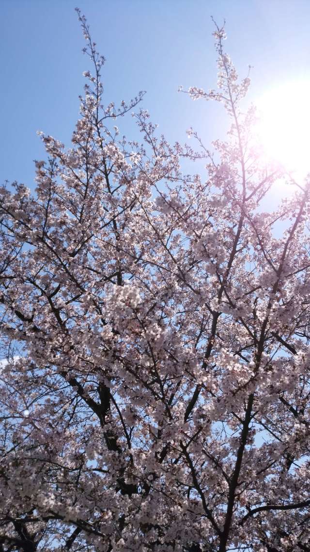 桜の綺麗なこの季節は_1_2